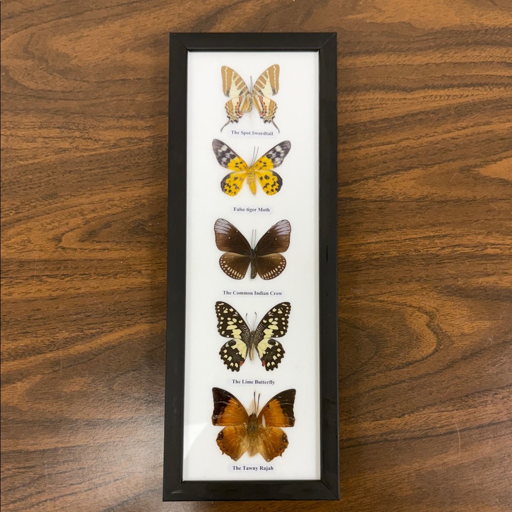 Framed Butterfly Display with Black Frame- real taxidermy butterflies